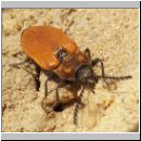 Anostirus castaneus - Schnellkaefer 01.jpg